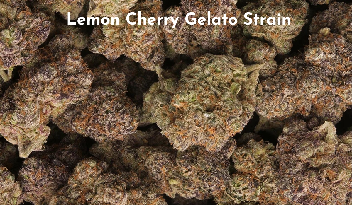 Lemon Cherry Gelato Strain