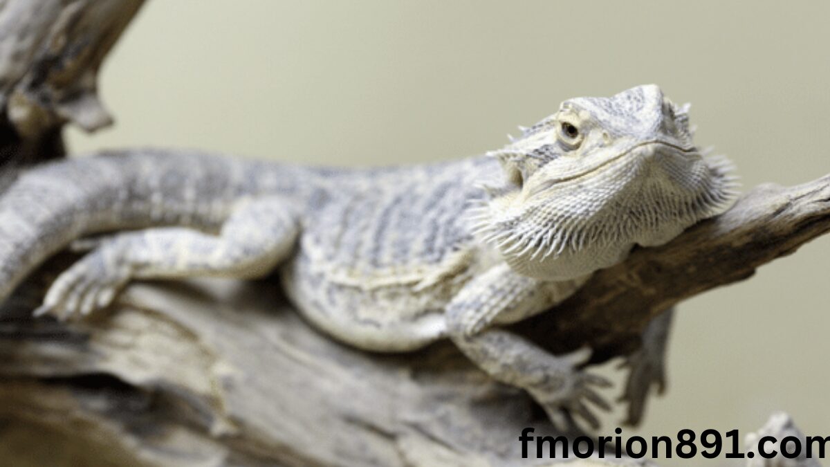 Bearded Dragon Cost Breakdown: Are They Expensive Pets?